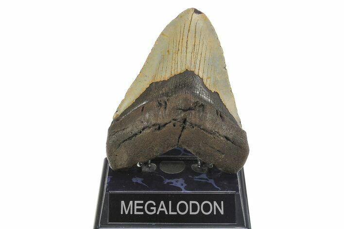 Serrated, Fossil Megalodon Tooth - North Carolina #299005